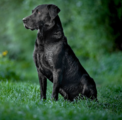 Labrador Retriever Collection