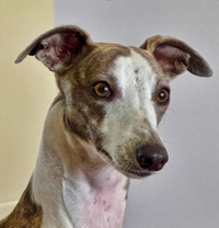 Whippet