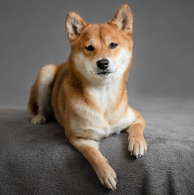 Shiba Inu