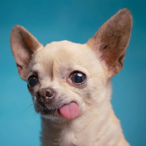 Chihuahua Collection