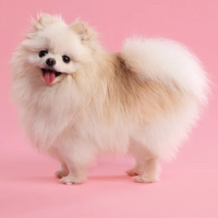 Pomeranian