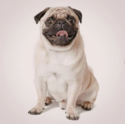 Pug