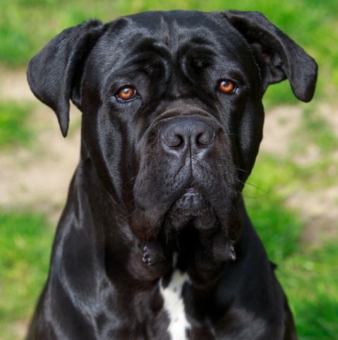 Cane Corso Collection