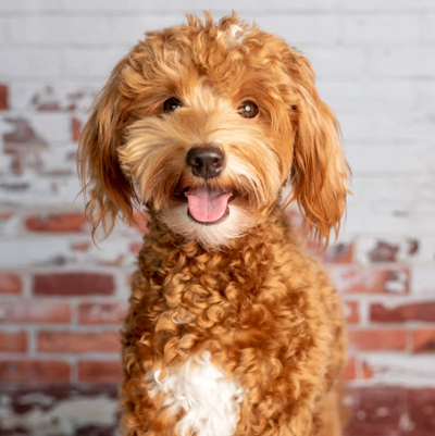 Golden Doodle
