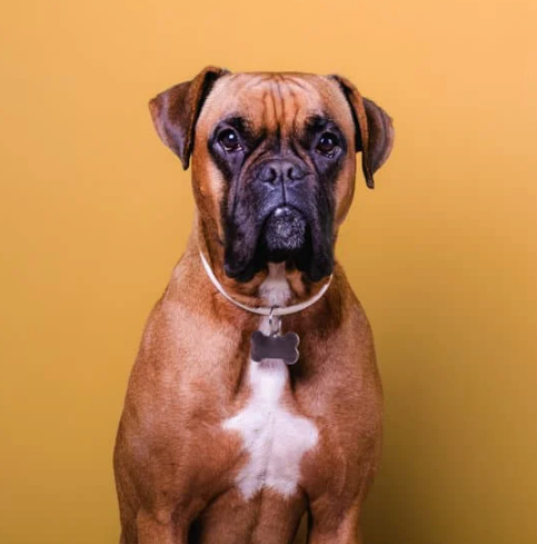 Boxer Collection