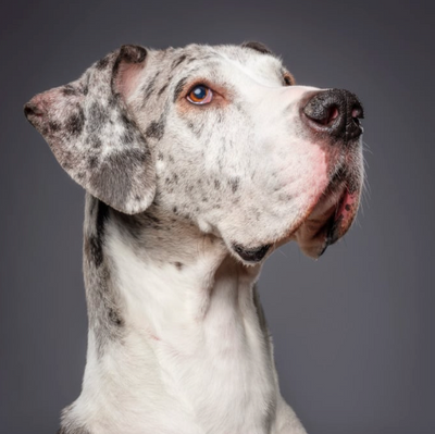 Great Dane