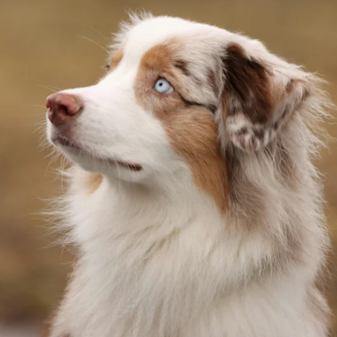Australian Shepherd Collection