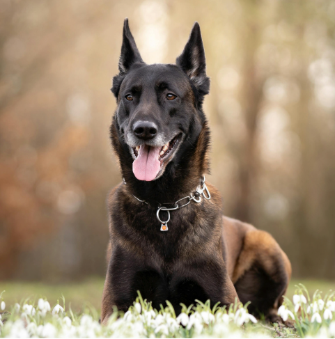 Belgian Malinois Collection