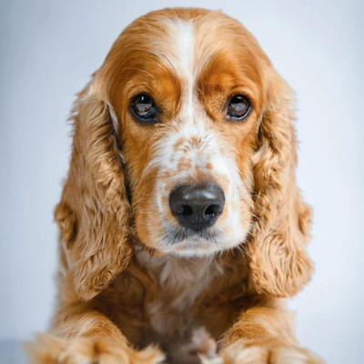 French Spaniel