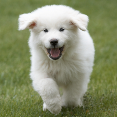 Great Pyrenees