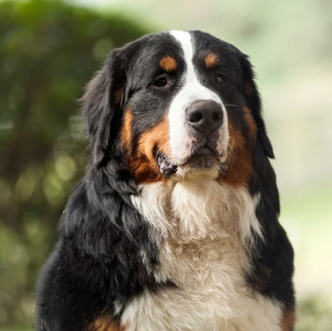 Bernese Mountain Dog Collection