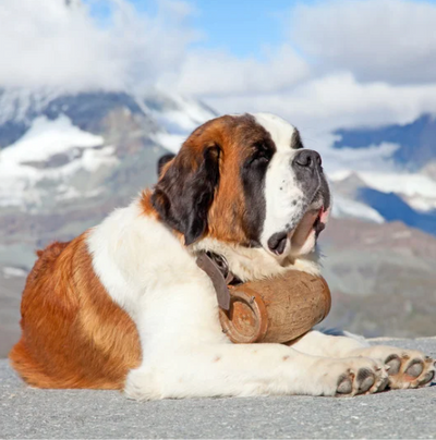 Saint Bernard