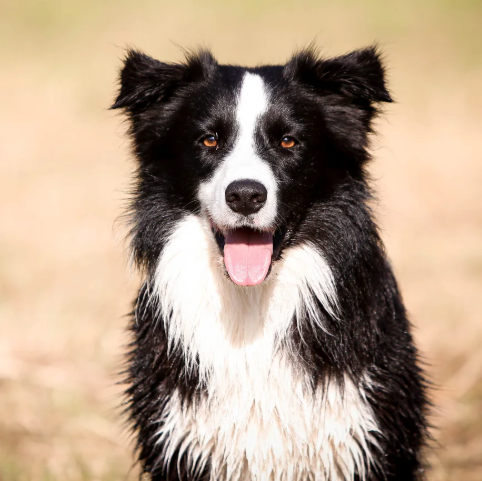 Border Collie Collection