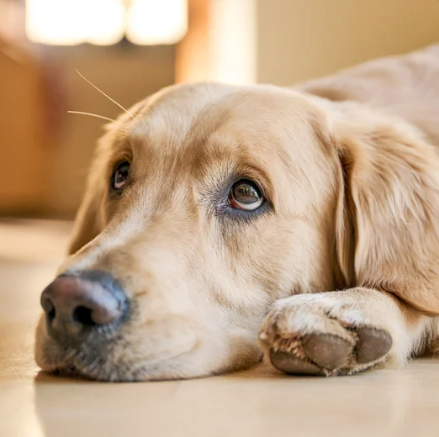 Golden Retriever Personalized Blankets & Gifts
