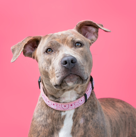 Pitbull Personalized Blankets & Gifts