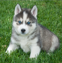 Husky