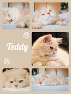 Collage of a white cat named Teddy in various poses on a light brown background.