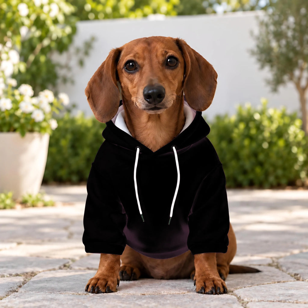Dachshund wearing a black pet hoodie with drawstring hood