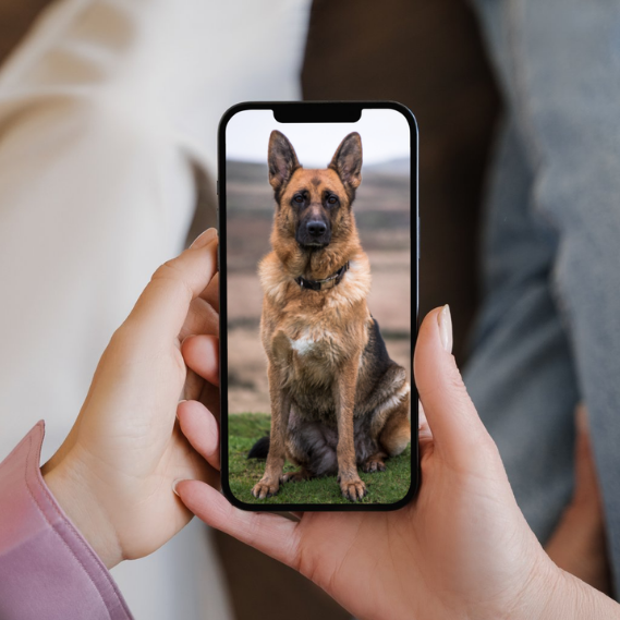 Person holding a phone displaying an image of a German Shepherd dog.