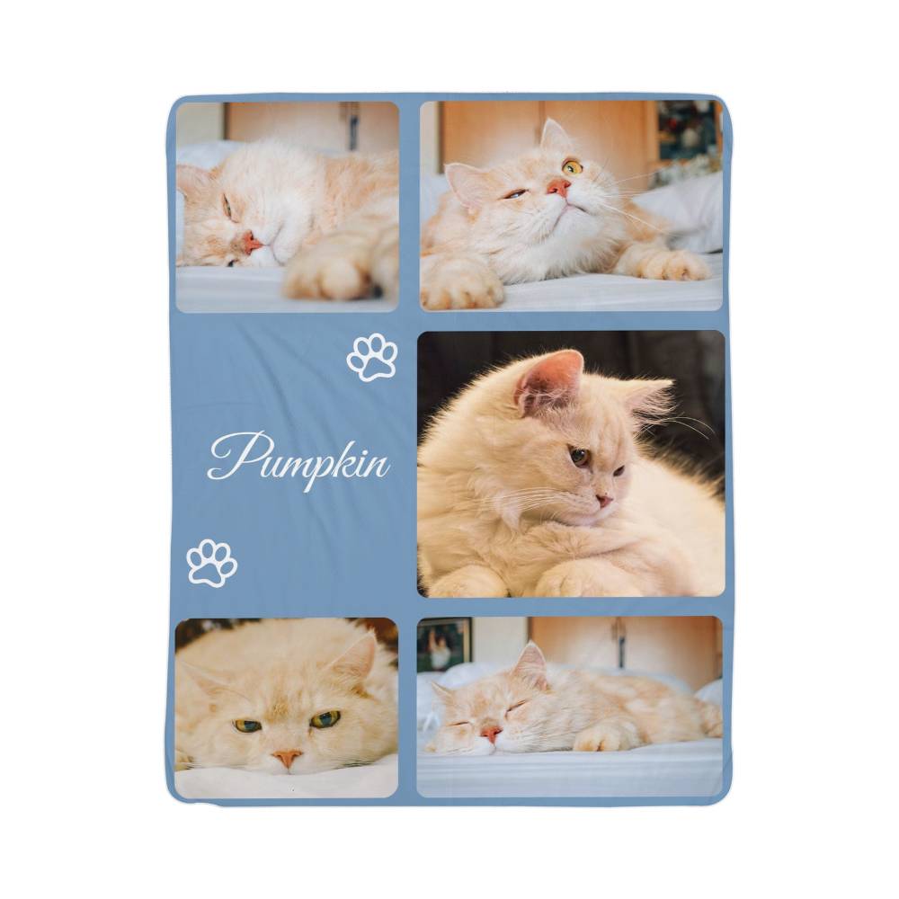 Collage of a cat with the name 'Pumpkin' on a blue background