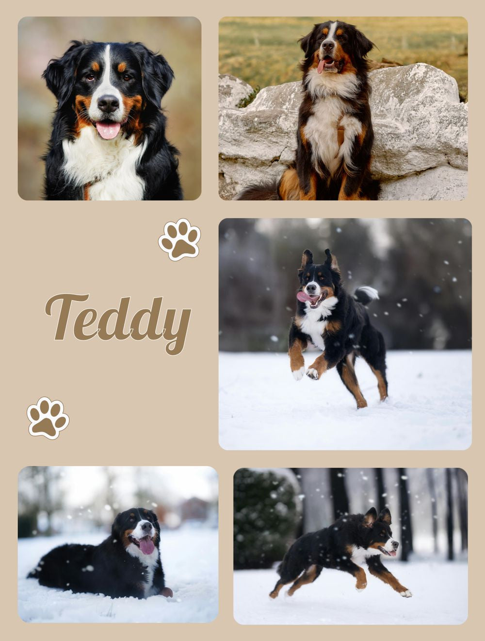 Collage of a dog named Teddy in various poses and settings.