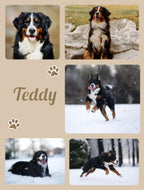 Collage of a dog named Teddy in various poses and settings.