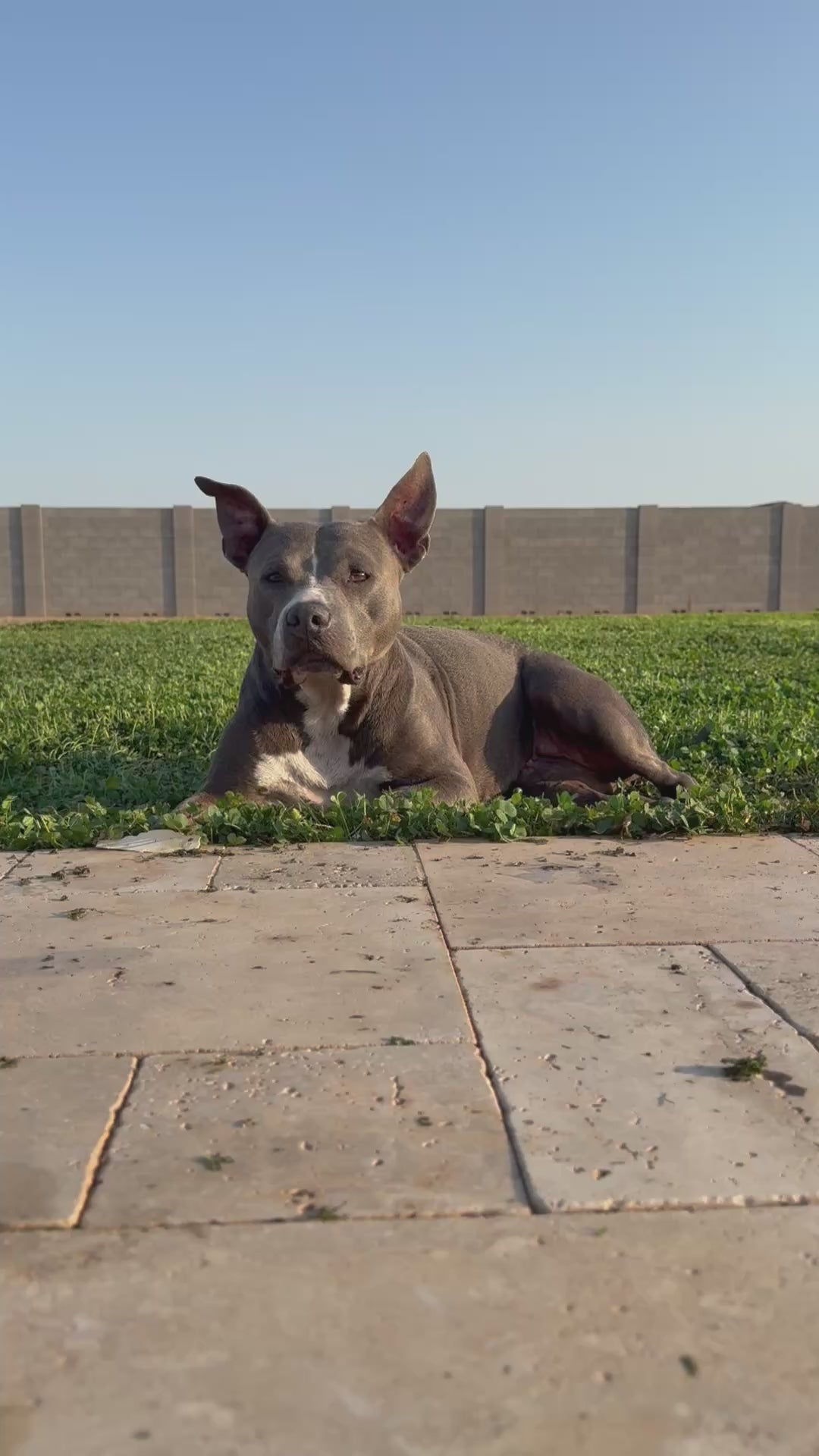 Karen the rescue pit bull relaxing on the backyard lawn in the sunshine